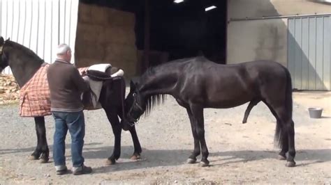 ejaculation d'un cheval|94 Accouplement Cheval .